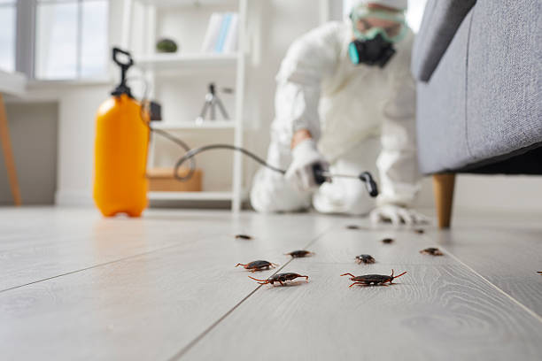 Affordable Termite Control solutions in San Saba, TX